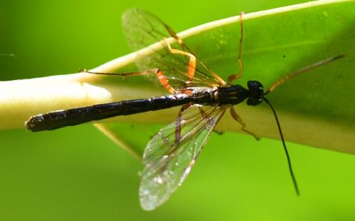 Rhyssella obliterata